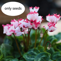 Cyclamen Seeds Cyclamen Bisous Mix Flower Seeds - Colorful Flower