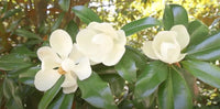 Magnolia Grandiflora Seeds Cold Hardy Fragrant Southern Bull Bay Tree Category eg, Flower Seeds