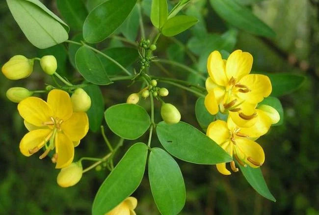 Cassia Tora Seeds Senna Tora A Wide Range Of Diverse Uses Category eg, Flower Seeds