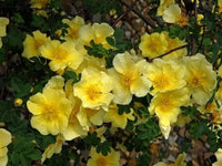Rosa Xanthina Fragrant Wild Manchu Yellow Rose Seeds