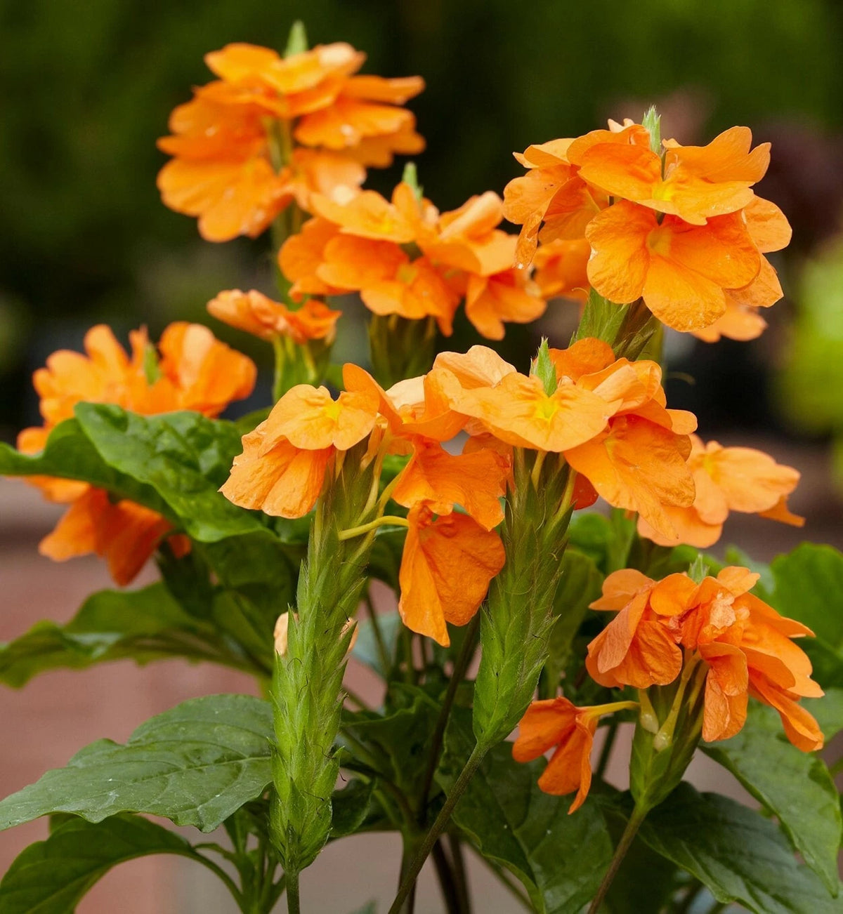 Crossandra Infundibuliformis – Orange Firecracker Garden Flower Seeds