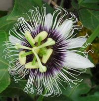 Passiflora Edulis Flavicarpa Yellow Passionfruit Vine Seeds