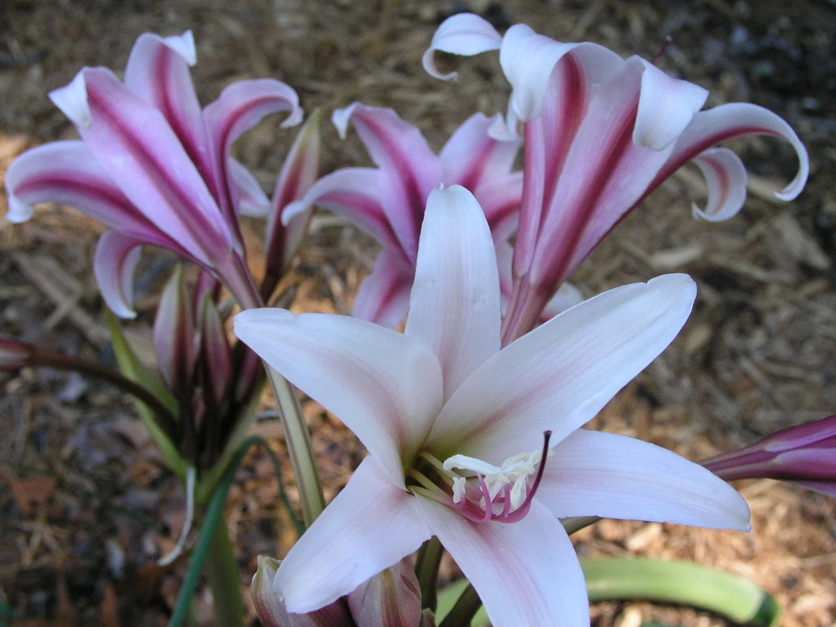 Crinum Lily Bulbispermum Chess Queen Medium-size Bulb - Flower Seeds