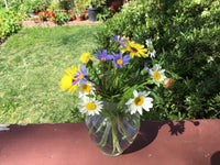 Daisy Seed Mix – Colorful Pastel Garden Flower Seeds