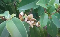 Banana Magnolia Magnolia Figo – Fragrant Flowering Shrub Seeds