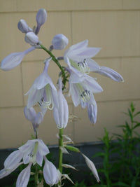Sum and Substance Hosta – Ornamental Perennial Garden Seeds
