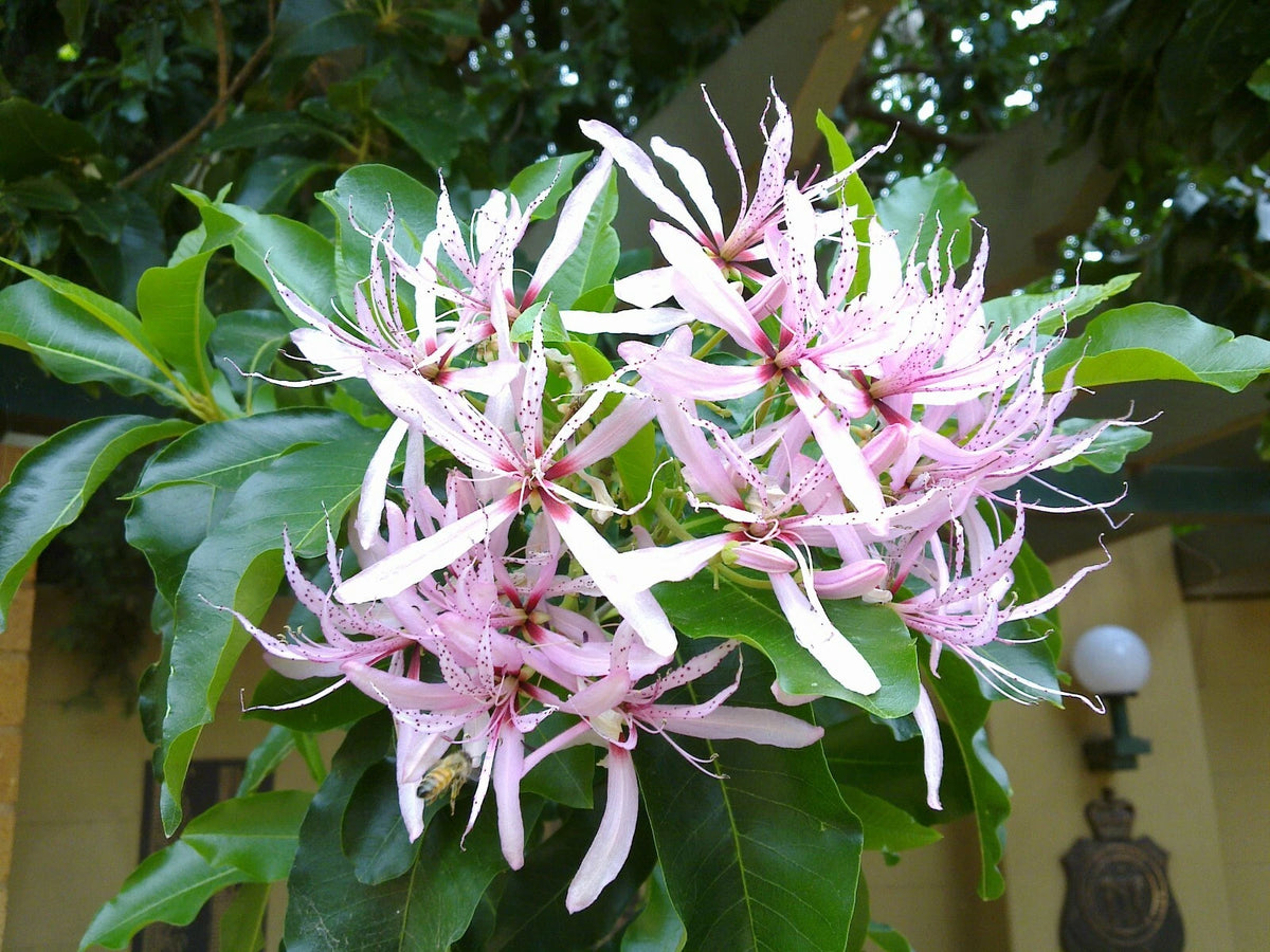 Calodendrum Capense African Cape Flowering Tree Seeds