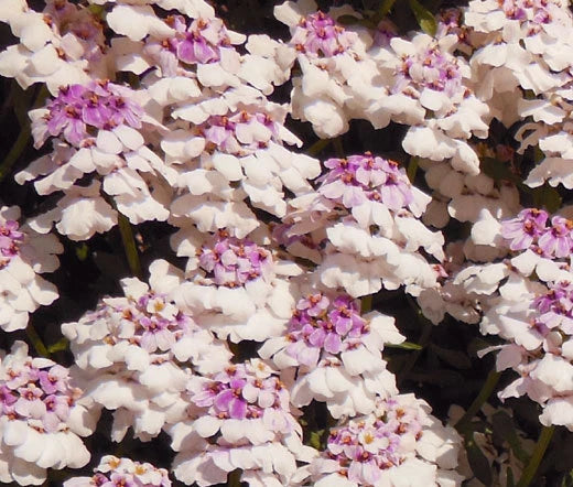 Candytuft Gibraltar Iberis Gibraltarica – Perennial Garden Flower Seeds