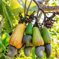 Cashew Nut Anacardium Occidentale – Edible Fruit Tree Seeds