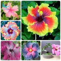 Hibiscus Rosa-Sinensis Large Bloom Bonsai Flower Seeds