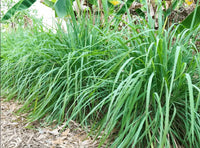 West Indian Lemongrass Cymbopogon Citratus – Herb Seeds