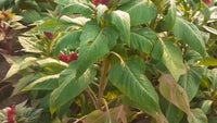 Pink Cockscomb Celosia Cristata – Garden Flower Seeds