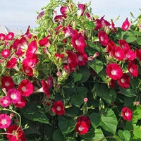 Red Ipomoea Climbing Vine Seeds to Plant
