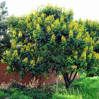 Senna Siamea – Flowering Shower Tree Seeds