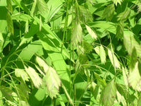 Inland Sea Oats Chasmanthium Latifolium – Ornamental Grass Seeds