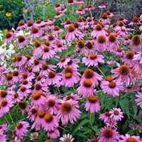 Magnus Purple Coneflower Echinacea Purpurea – Perennial Garden Flower Seeds