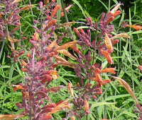 Agastache Agastache Aurantiaca – Apricot Sprite Fragrant Flower Seeds
