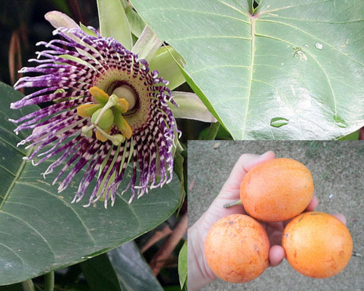 Sweet Sugar Passion Fruit Passiflora Ligularis Climbing Fruit Vine Seeds