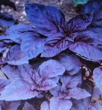 Dark Opal Basil – Garden Herb Seeds for Planting