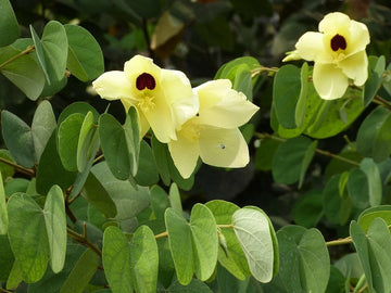 Yellow Bell Bauhinia Tomentosa Flowering Shrub Tree Seeds