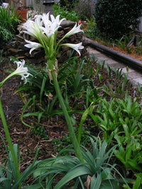 Crinum Lily Bulbispermum Album White Oak Large-size Bulb New - Flower