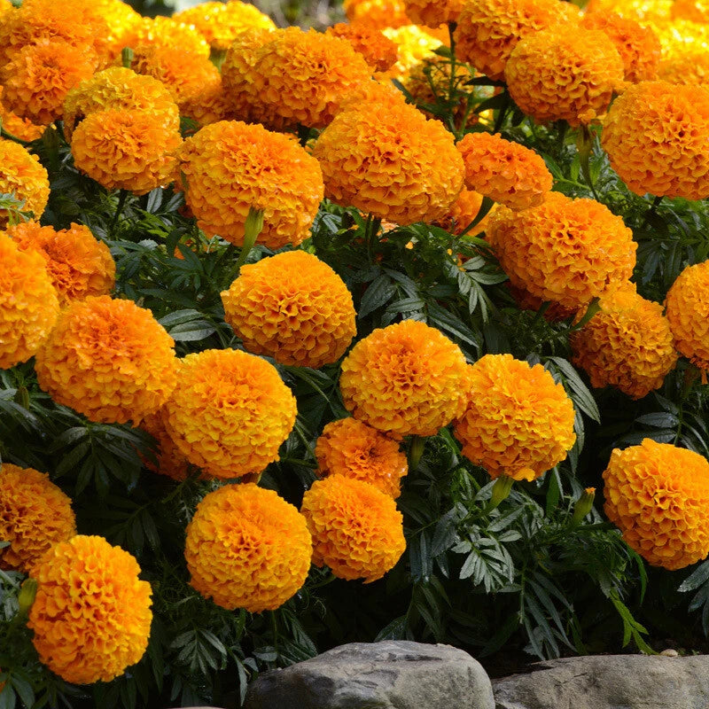 Flowers Marigold Dwarf Double Mixed Grow Your Own Garden - Flower