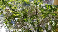 Melia Azedarach Shade Tree Seeds Persian Lilac Fragrant Ornamental Garden – Fragrant, Hardy Flower Seeds