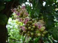 Schotia Latifolia Flowering African Tree Seeds Gorgeous Bush Boer Usa Garden – Hardy Fruit Tree Seeds