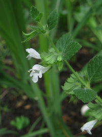 Lemon Balm Melissa Officinalis – Herb Seeds