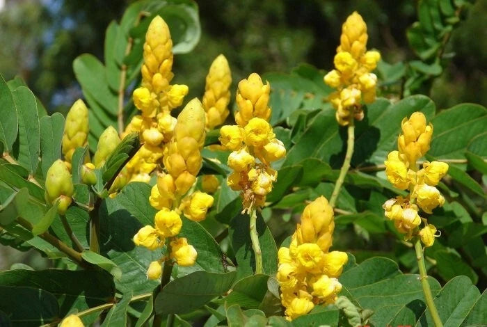 Cassia Alata – Golden Butterfly Candlestick Shrub Seeds