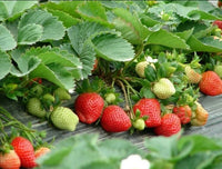 Seeds Alpine Strawberry Aleksandria Everbearing Berries Indoor Heirloom Organic - Fruit Seeds