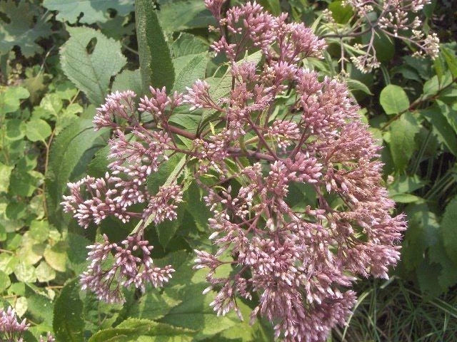 Joe Pye Weed Eupatorium Purpureum – Hardy Garden Flower Seeds