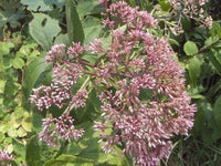 Joe Pye Weed Eupatorium Purpureum – Hardy Garden Flower Seeds