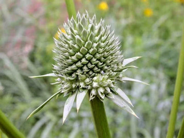 Rattlesnake Master Eryngium Yuccifolium Hardy Perennial Flower Seeds