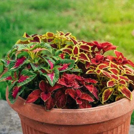Coleus Rainbow Mix – Colorful Foliage Garden Flower Seeds