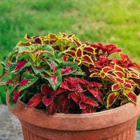 Coleus Rainbow Mix – Colorful Foliage Garden Flower Seeds
