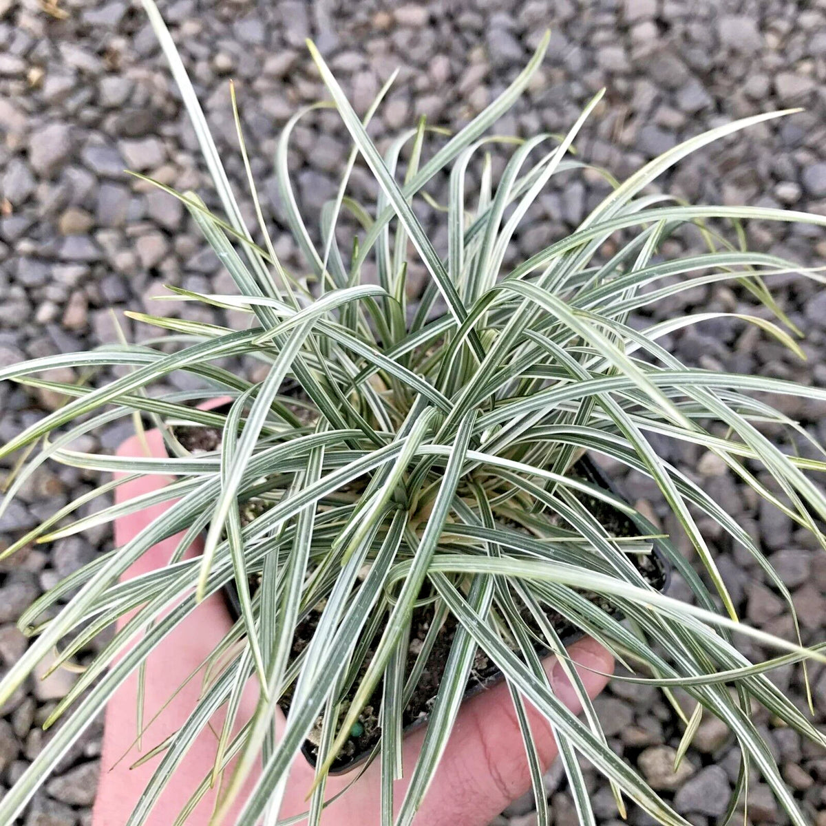 Variegated Mondo Grass Ophiopogon Japonicus Hardy Ground Cover Seeds