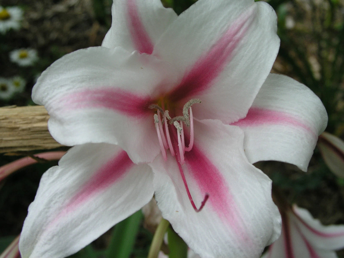 Crinum Lily Herbertii P F Reasoner Jumbo Blooming-Size Bulb American Classic