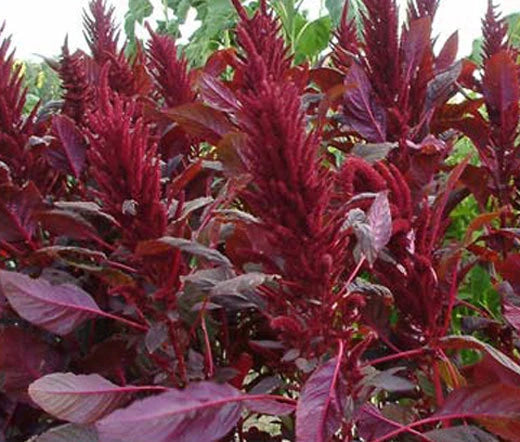 Amaranthus Red Spike Amaranthus Cruentus – Colorful Garden Flower Seeds