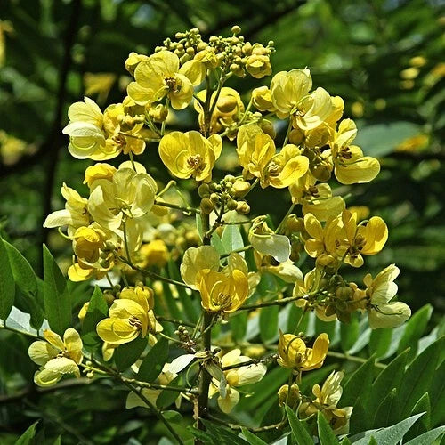 Senna Siamea Seeds Cassia Kassod Thailand Garden Flowering Shower Tree – Hardy Flower Seeds