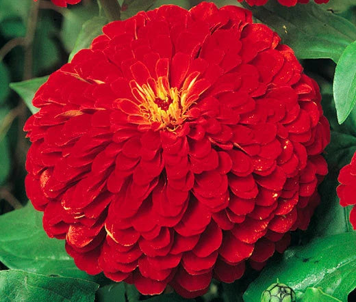 Zinnia Cherry Queen Zinnia Elegans – Bright Colorful Garden Flower Seeds