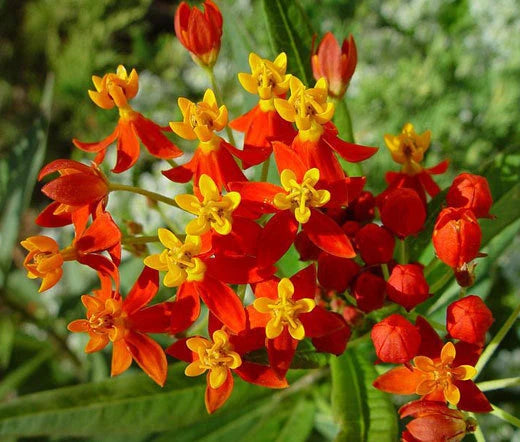Blood Flower Scarlet Milkweed Asclepias Curassavica – Hummingbird Attracting Flower Seeds