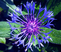 Centaurea Montana Mountain Bluet Perennial Flower Seeds