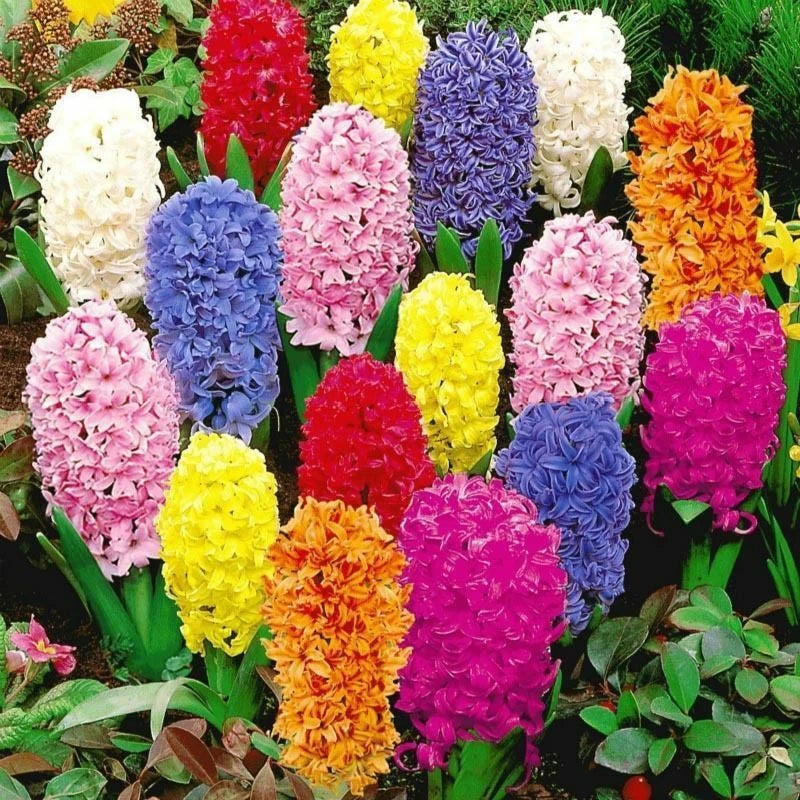 Rare Genuine Seeds – Colorful, Mixed Flower Seeds