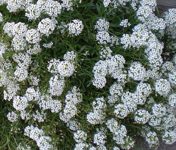 Alyssum Tiny Tim Lobularia Maritima – Fragrant Garden Flower Seeds