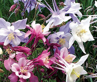 Columbine Aquilegia Vulgaris – Dwarf Mixed Color Flower Seeds