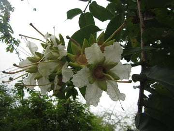 Duabanga Grandiflora Evergreen Shade Tree Seeds