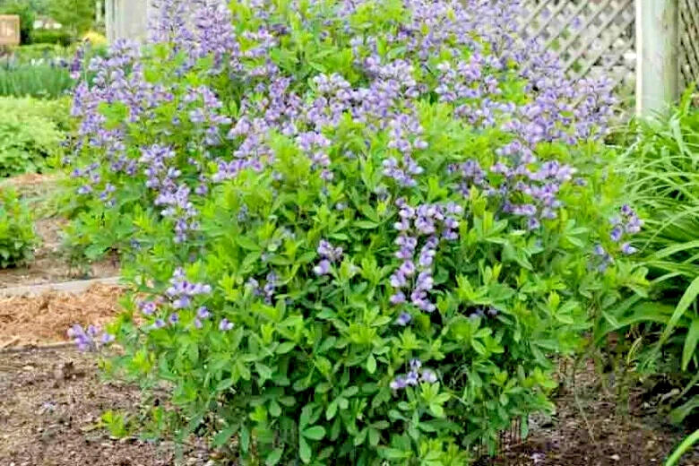 Purple Smoke False Indigo Baptisia – Hardy Perennial Flower Seeds