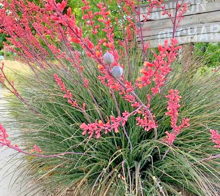 Red Yucca Hesperaloe Parviflora – Perennial Flower Seeds