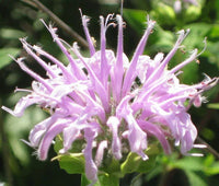 Bergamot Wild Bee Balm – Herb Seeds